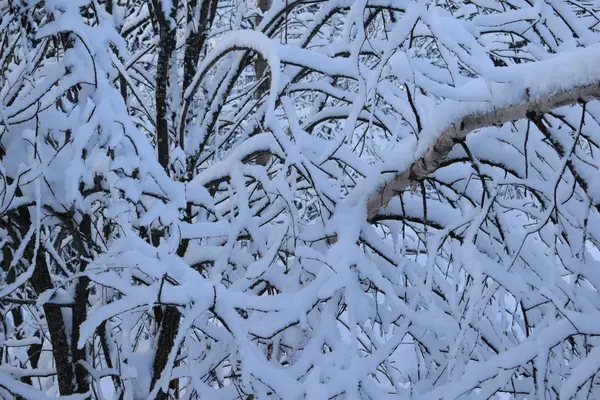 Zimowy Krajobraz Drzewami Śniegiem Choinki Śniegu — Zdjęcie stockowe