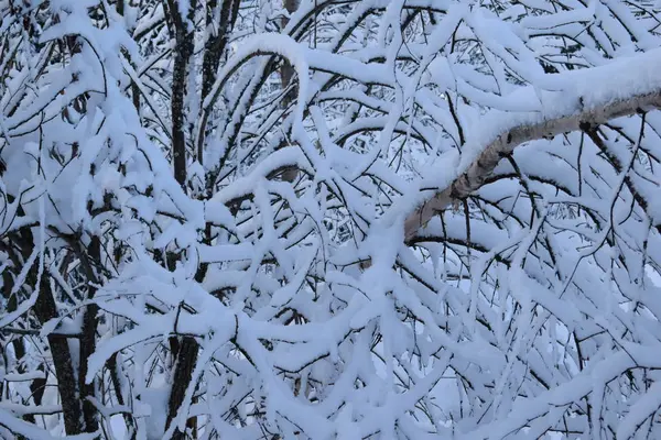 Ağaçlar Karla Kaplı Kış Manzarası Karda Noel Ağaçları — Stok fotoğraf