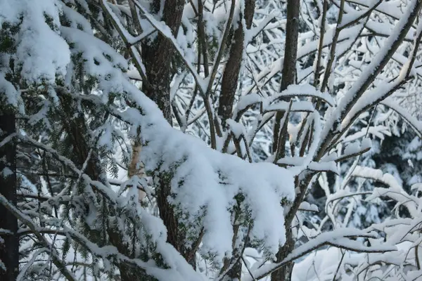 Winter Landscape Trees Snow Christmas Trees Snow — Stock Photo, Image