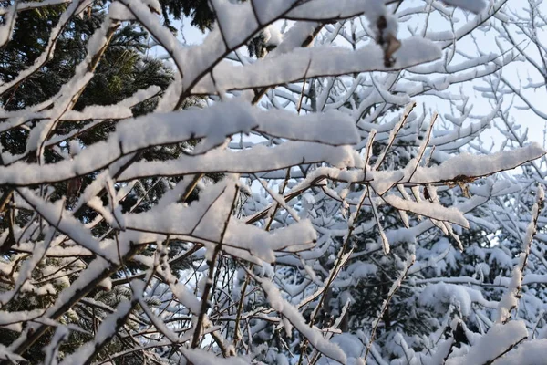 Зимовий Пейзаж Деревами Снігом — стокове фото