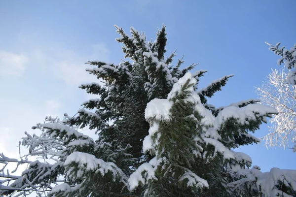 Ağaçlar Karla Kaplı Kış Manzarası Karda Noel Ağaçları — Stok fotoğraf