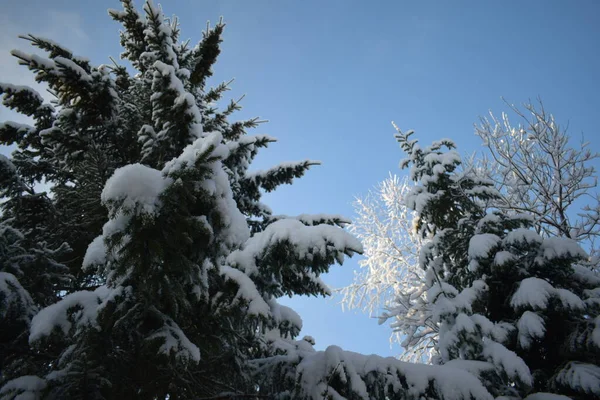 Winterlandschaft Mit Bäumen Und Schnee Weihnachtsbäume Schnee — Stockfoto