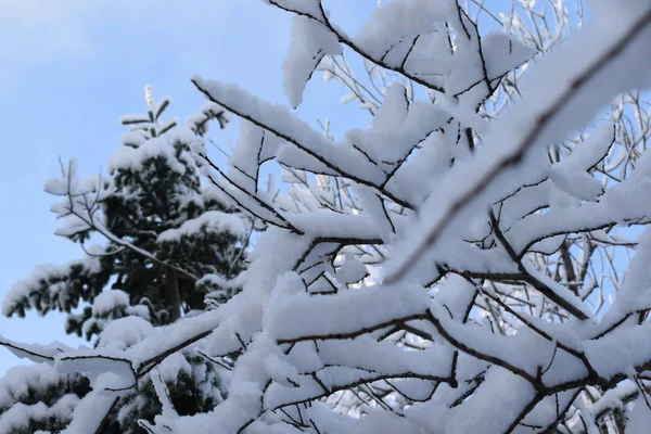 木々や雪に覆われた冬の風景雪に覆われたクリスマスツリー — ストック写真