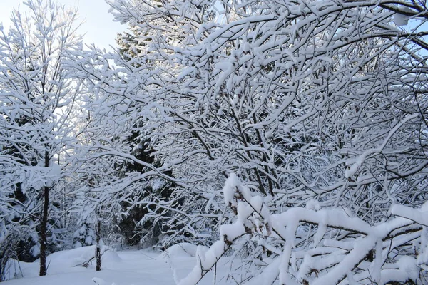 Paisaje Invernal Con Árboles Nieve Árboles Navidad Nieve — Foto de Stock