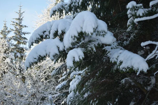 Wald Schnee Winter Wald — Stockfoto