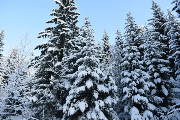 Bosque Nieve Invierno Bosque — Foto de Stock