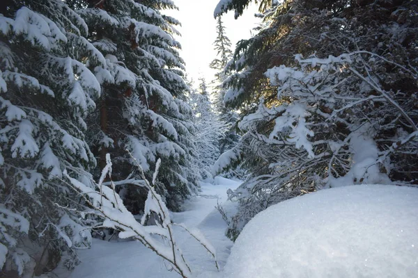 Forêt Dans Neige Hiver Dans Forêt — Photo