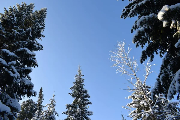 Paisaje Invernal Con Árboles Nieve Árboles Navidad Nieve — Foto de Stock