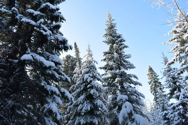 Paisaje Invernal Con Árboles Nieve Árboles Navidad Nieve — Foto de Stock