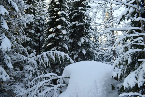 나무와 눈으로 뒤덮인 크리스마스 — 스톡 사진