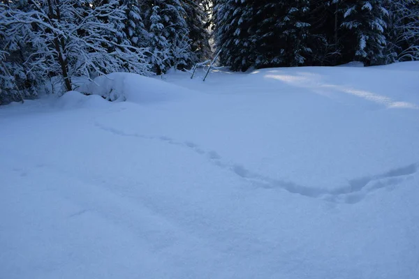 Winterlandschap Met Bomen Sneeuw Kerstbomen Sneeuw — Stockfoto