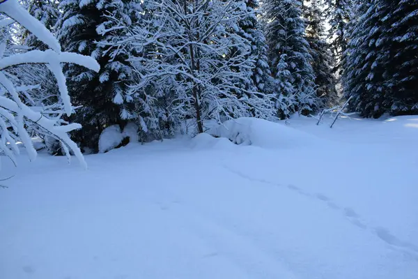 Paesaggio Invernale Con Alberi Neve Alberi Natale Sulla Neve — Foto Stock