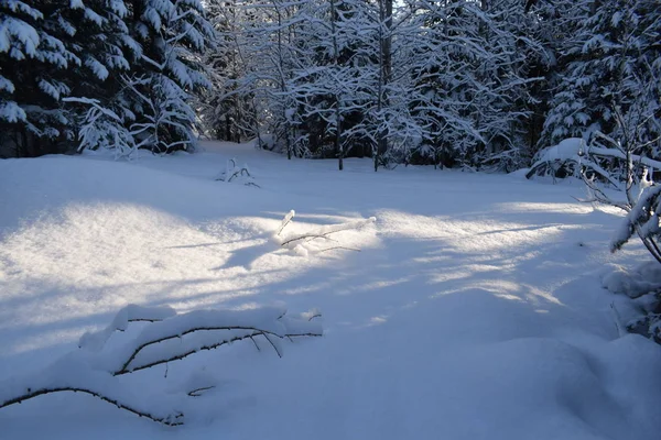 Paesaggio Invernale Con Alberi Neve Alberi Natale Sulla Neve — Foto Stock