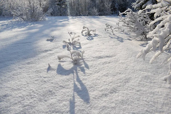 Paesaggio Invernale Con Alberi Neve Alberi Natale Sulla Neve — Foto Stock