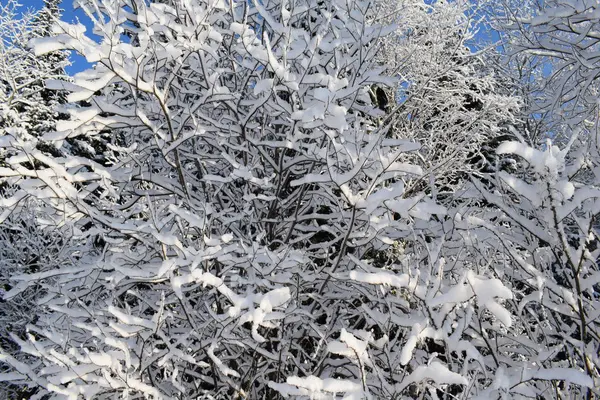Зимовий Пейзаж Деревами Снігом Різдвяні Ялинки Снігу — стокове фото