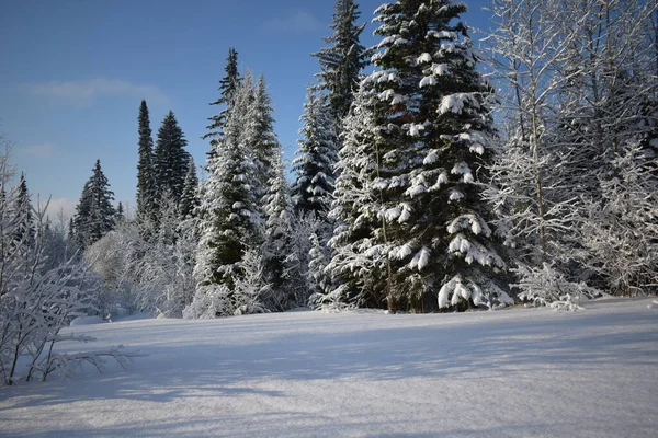 Winter Landscape Trees Snow Christmas Trees Snow — Stock Photo, Image