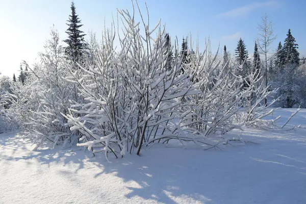 Zimowy Krajobraz Drzewami Śniegiem Choinki Śniegu — Zdjęcie stockowe