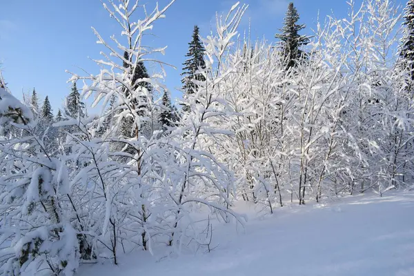 Las Śniegu Zima Lesie — Zdjęcie stockowe