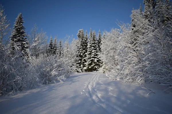 Las Śniegu Zima Lesie — Zdjęcie stockowe