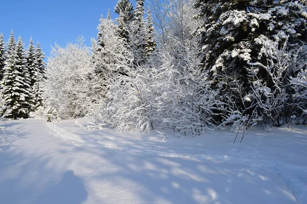 Forest Snow Winter Forest — Stock Photo, Image