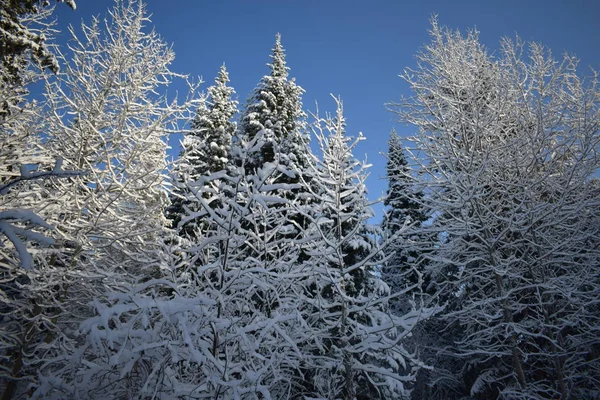 Paisaje Invernal Con Árboles Nieve Árboles Navidad Nieve — Foto de Stock