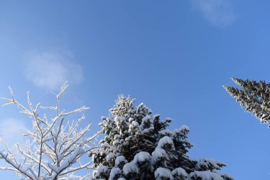 Karda orman, ormanda kış