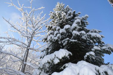 Karda orman, ormanda kış