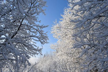 Karda orman, ormanda kış