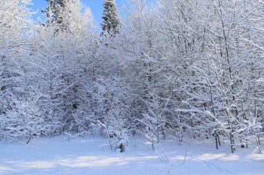 Karlı kış, kardaki ağaçlar