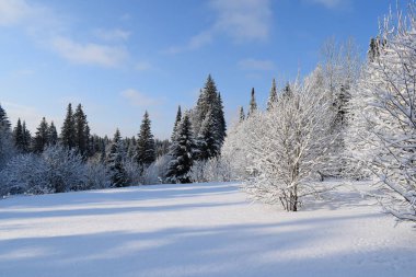 Kış manzarası, kardaki ağaçlar