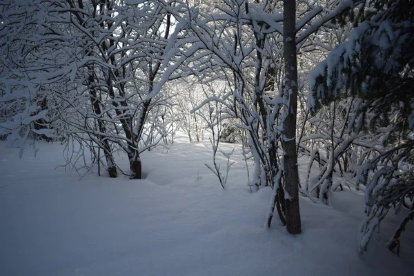 森林在雪地里 冬天在森林里 — 图库照片