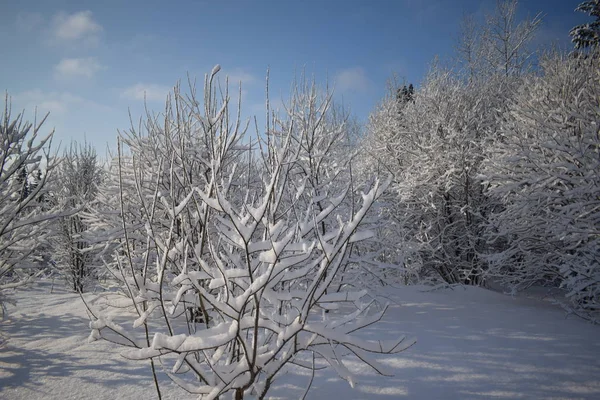 Bosque Nieve Invierno Bosque — Foto de Stock