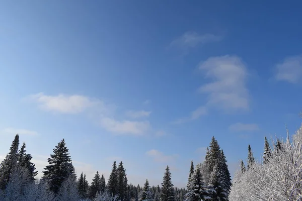 Зимний Пейзаж Деревьями Снегом Елки Снегу — стоковое фото