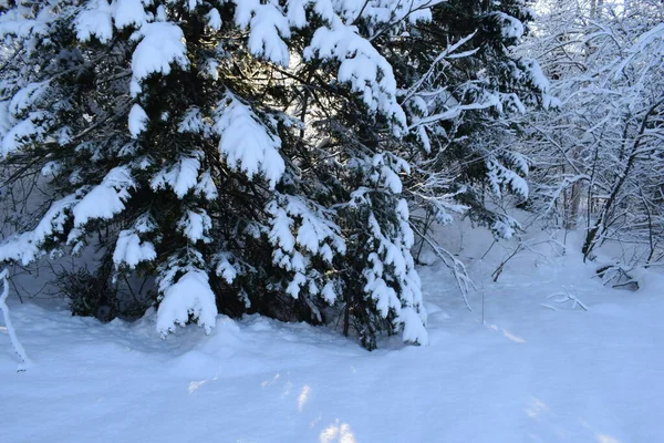 Χειμερινό Τοπίο Δέντρα Στο Χιόνι — Φωτογραφία Αρχείου