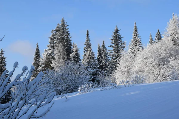 冬天的风景 雪地里的树木 — 图库照片