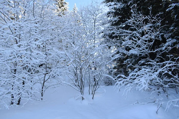 Paysage Hivernal Arbres Dans Neige — Photo