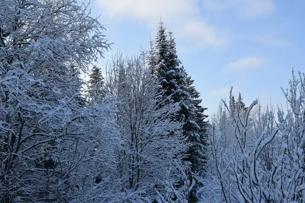 Zimowy Krajobraz Syberii Zimą Przyroda Kuzbassa — Zdjęcie stockowe