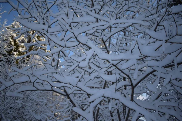 Winter Landscape Siberia Winter Nature Kuzbass — Stock Photo, Image