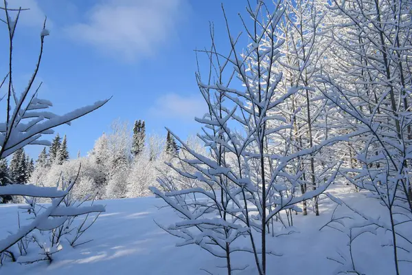 Paisagem Inverno Sibéria Inverno Natureza Kuzbass — Fotografia de Stock