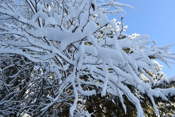 Снігова Казка Зимовий Пейзаж Дерева Снігу Засніжений Ліс — стокове фото