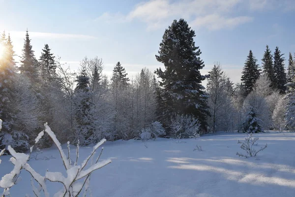 Conto Fadas Neve Paisagem Inverno Árvores Neve Floresta Coberta Neve — Fotografia de Stock