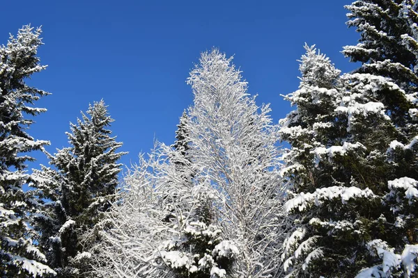 Cuento Hadas Nieve Paisaje Invernal Árboles Nieve Bosque Cubierto Nieve — Foto de Stock