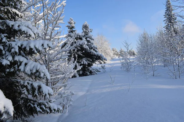 Conto Fadas Neve Paisagem Inverno Árvores Neve Floresta Coberta Neve — Fotografia de Stock