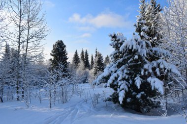 Kar masalı, kış manzarası, kardaki ağaçlar, karla kaplı orman.