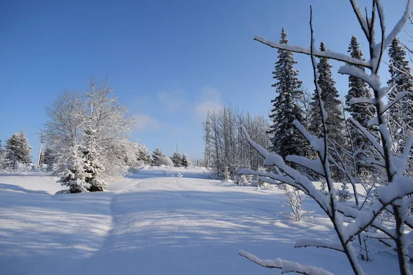 Cuento Hadas Nieve Paisaje Invernal Árboles Nieve Bosque Cubierto Nieve — Foto de Stock
