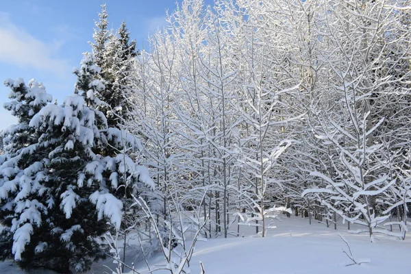 雪の妖精物語冬の風景雪の木々雪に覆われた森 — ストック写真