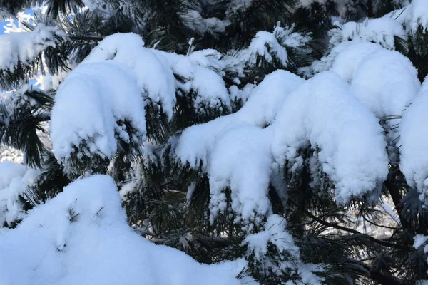 Снігова Казка Зимовий Пейзаж Дерева Снігу Засніжений Ліс — стокове фото