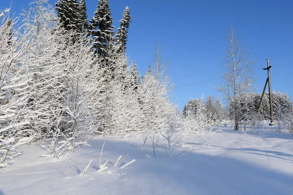 Snow Fairy Tale Winter Landscape Trees Snow Snow Covered Forest — Stock Photo, Image