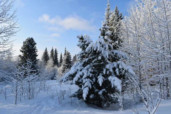 雪の妖精物語冬の風景雪の木々雪に覆われた森 — ストック写真