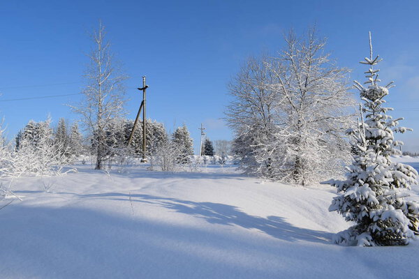 Winter landscape with trees and snow
